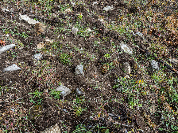 The entire slope was rotor tilled by a bear - and by the damage done, I would guess a pretty darn big one!