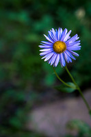 Flora.