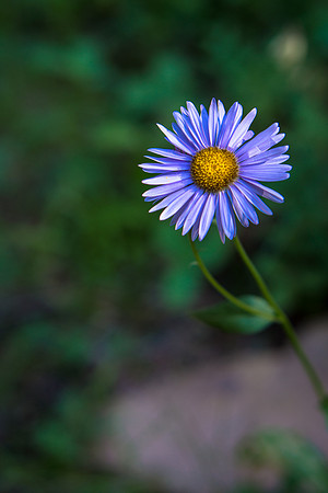 Flora.