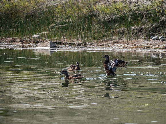 Lots of waterfowl along the riverbanks.