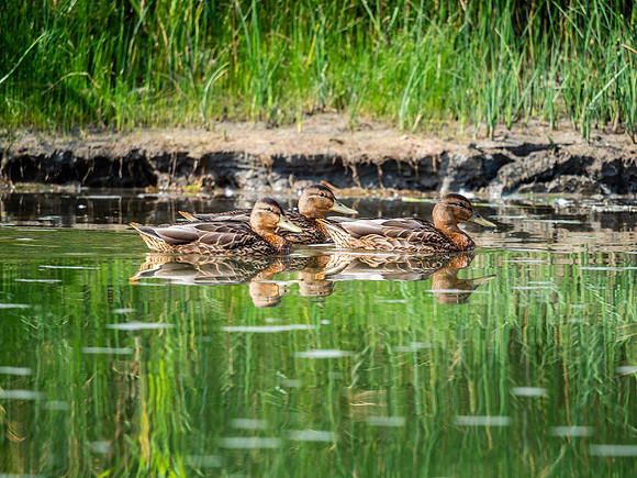 Lots of waterfowl along the riverbanks.