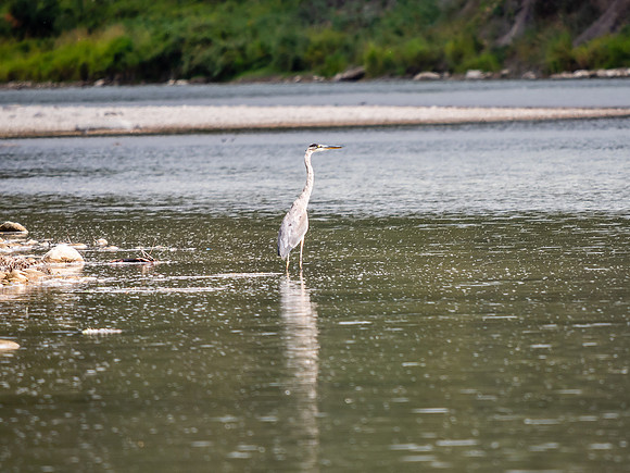 We saw quite a few Herons along the river.
