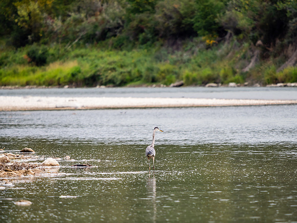 We saw quite a few Herons along the river.