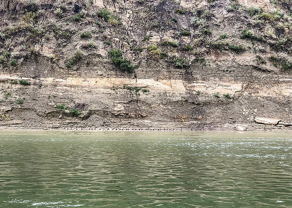 A gaggle of Merganser's (ducks) tries to escape our attention.
