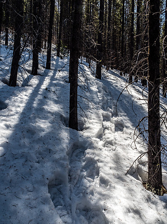 I followed this obvious path for 100m or so before realizing I wasn't on route.