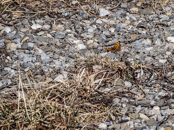 A ton of butterflies were enjoying the warm rocks on the exit road to the parking lot.