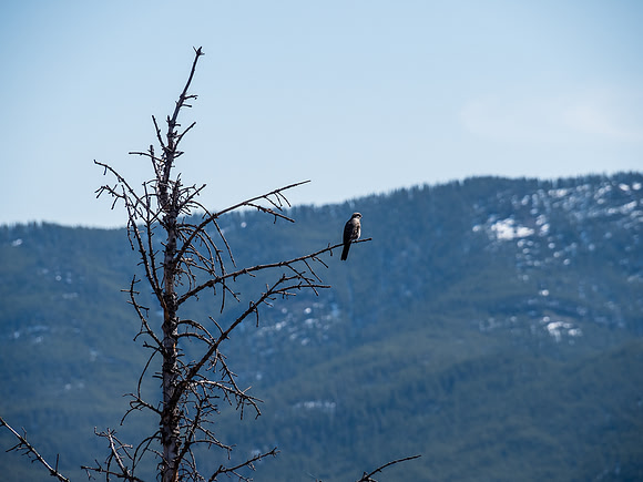 I sat on a little plateau for about 45 minutes, while this cheerful little guy kept me company with never ending serenades to his mate.
