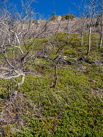 Yes. These scrappy trees were a PITA but didn't last long, thankfully.