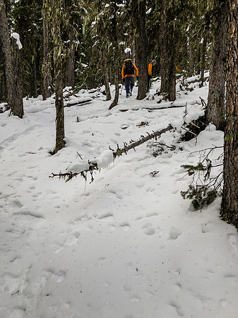 Finally gaining height on an obvious trail through the light forest.