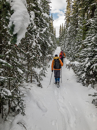 Hiking along the cutline.