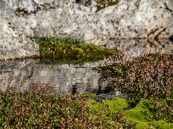 Lovely wildflowers on the way to Hector Pass - these are saxifrage.