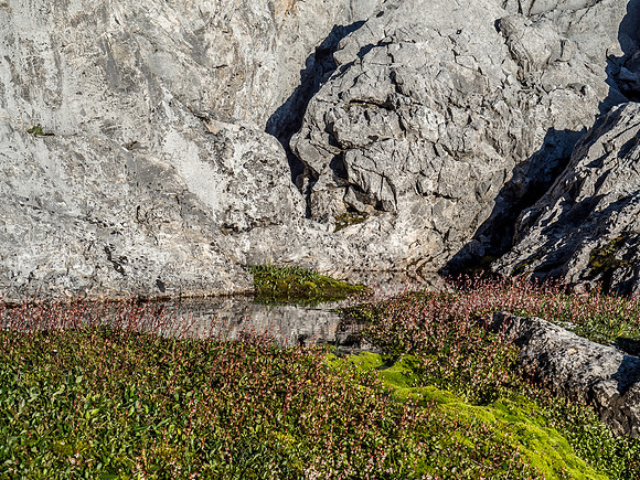 Lovely wildflowers on the way to Hector Pass - these are saxifrage.