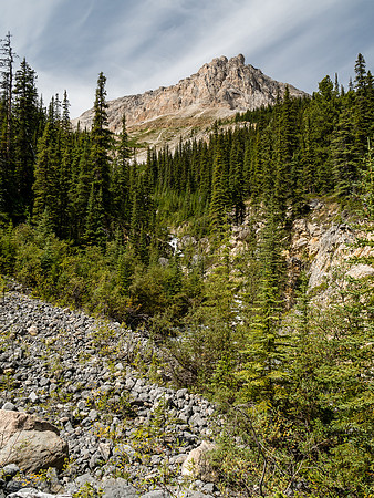 I didn't say there was NO bush! Re-ascending to Hector Pass.