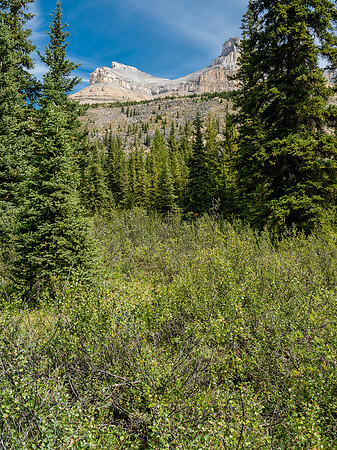 View of Molar from near valley floor - you can see the terrain is fairly open here already. The drainage is out of sight at left here.