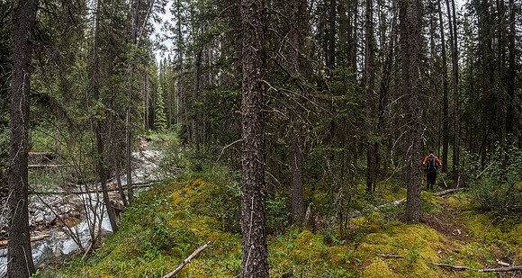 We should have crossed the creek near here, but instead we got lost one last time near the parking lot before finally stumbling out of the bush near the car.