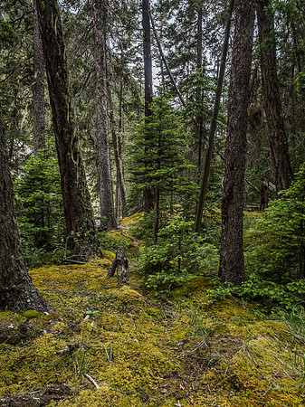 Before the devastation of the 2013 floods, I think the Ranger Creek trail must have been rather sublime.