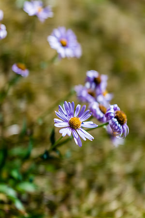 Asters thrive everywhere.