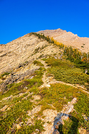There's smatterings of trails but the route is pretty obvious - follow the line of trees like Nugara suggests.