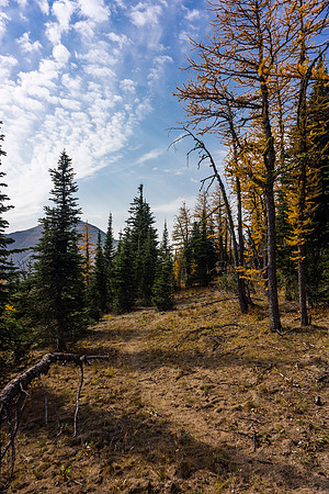 I find the trail again, after losing if for a while.