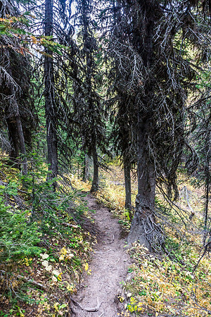 Eventually the exit trail reluctantly starts descending through forest, down to Pincher Creek.