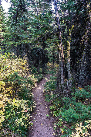 Eventually the exit trail reluctantly starts descending through forest, down to Pincher Creek.