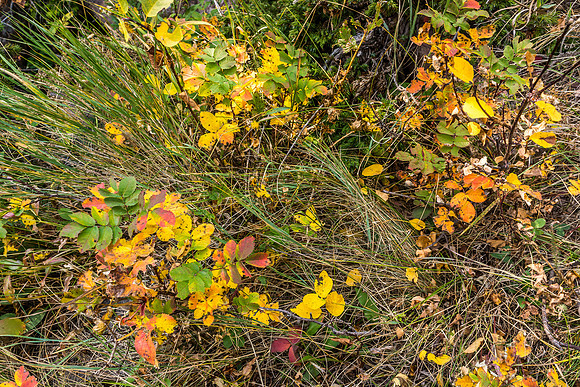 The smells, the colors, the lack of crowds and smoke makes it a magical time of year that never lasts long enough, even in dry / warm years!