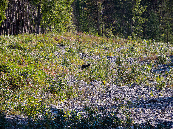 The bear that I KNEW we'd run into when I made the early morning decision to leave the bear spray at the car...