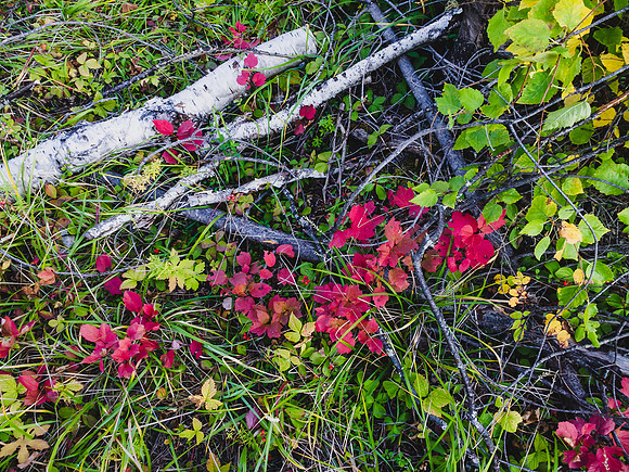 Flora near the end of our long day.