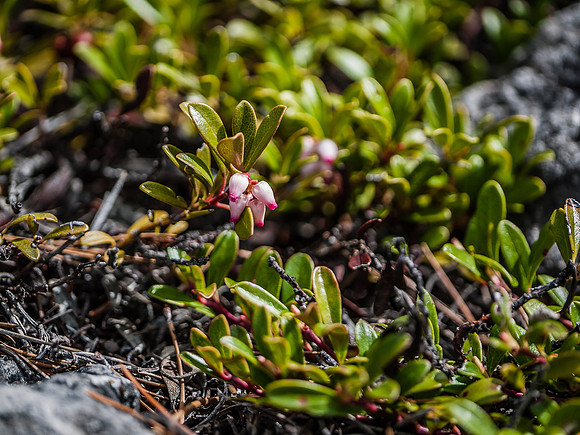 Bearberry