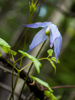 Another sign of spring, the climbing Clematis flower.