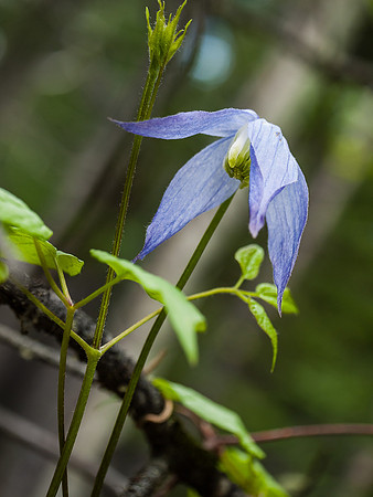 Another sign of spring, the climbing Clematis flower.