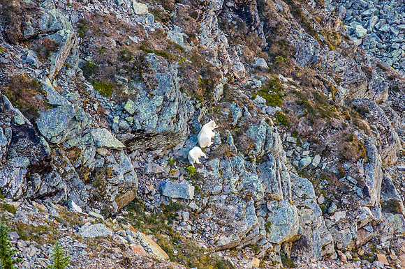 Mountain Goats.