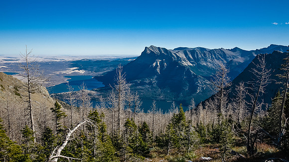 Too bad the larches have lost all their needles. Vimy in the bg.