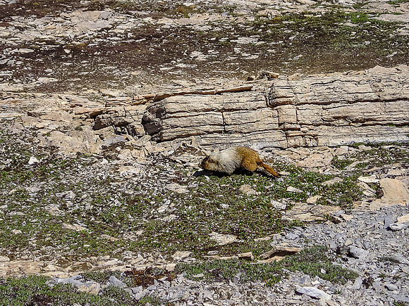 Fat Marmots love the Helen Lake area. Grizzlies love fat Marmots!
