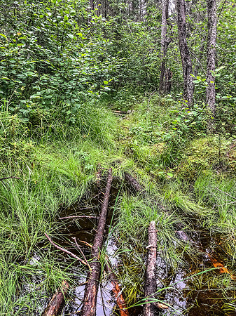 Portaging from Crystal Lake towards Indian House Lake.