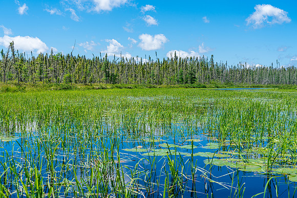Paddling the weedy creek leading into Indian House Lake from Crystal Lake.