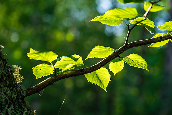 Forest scenery.