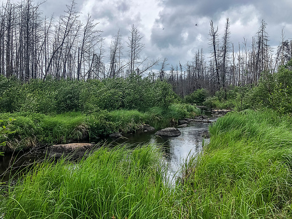 The outlet stream leading into Prairie Lake - the 1900m portage runs beside this stream at the end.
