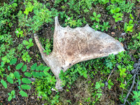 An antler along the 1900m portage.
