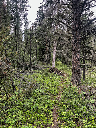 There is a trail if you look hard enough.