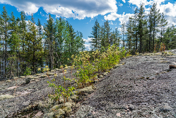 Canadian Shield landscape.