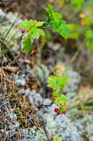 Canadian Shield landscape.