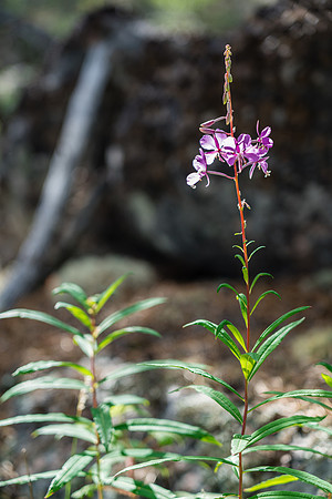 Lots of fireweed for obvious reasons!