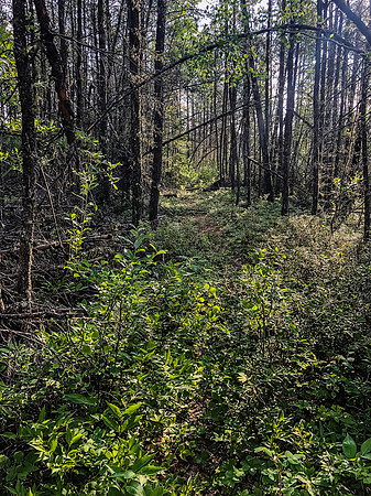 On the 800m portage between Prairie and Joey Lake.