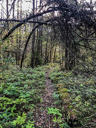 On the 800m portage between Prairie and Joey Lake.