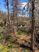 The portages west of Lightning Lake are burnt and somewhat unpleasant.