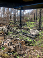 The portages west of Lightning Lake are burnt and somewhat unpleasant.