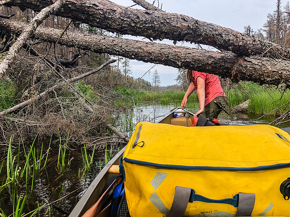 Obstacles along Royd Creek.