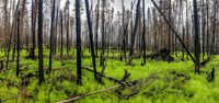 Brilliant green growth in the burned out forest along Royd Creek.