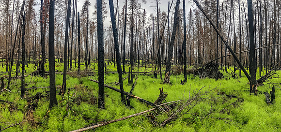 Brilliant green growth in the burned out forest along Royd Creek.